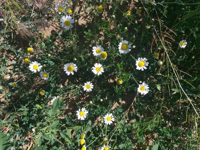 Anthemis ruthenica, photographed by Dmitriy Bochkov