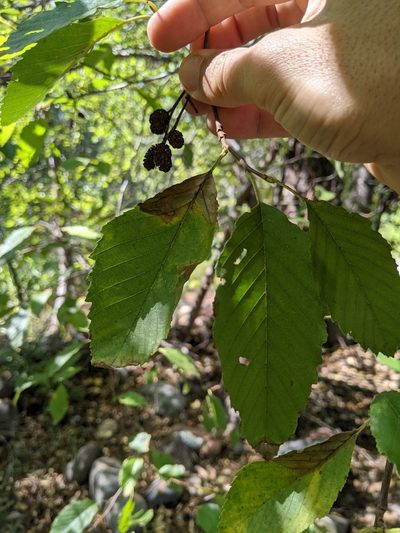 Alnus oblongifolia, photographed by Alexandre Passos