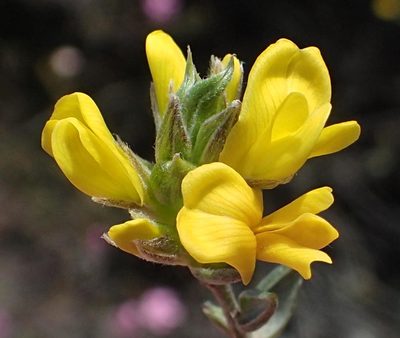 Amphithalea flava, photographed by Nicola van Berkel
