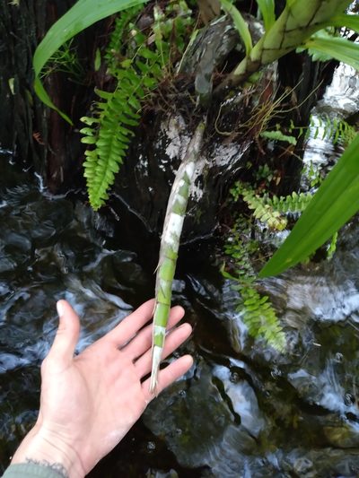 Cyrtopodium punctatum, photographed by Scott Ward