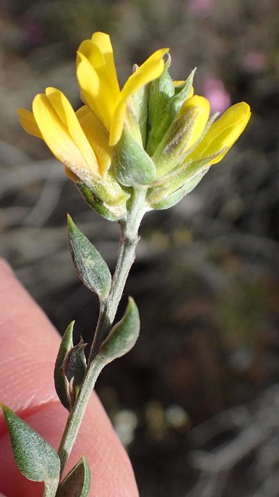 Amphithalea flava, photographed by Nicola van Berkel