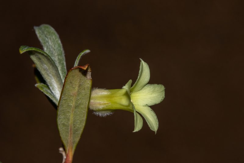 Billardiera sericophora, photographed by T. Hammer