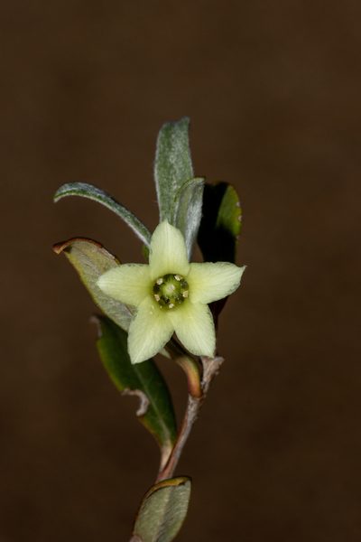 Billardiera sericophora, photographed by T. Hammer