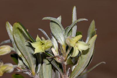 Billardiera sericophora, photographed by T. Hammer