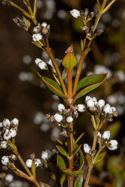 Logania ovata, photographed by T. Hammer
