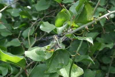 Smilax excelsa, photographed by Oleg Kosterin