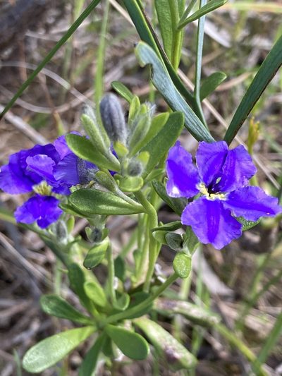 Dampiera linearis, photographed by pimelea