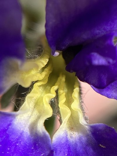 Dampiera linearis, photographed by pimelea