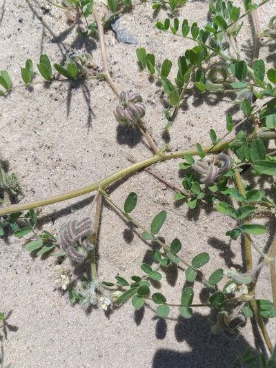 Astragalus contortuplicatus, photographed by Dmitriy Bochkov