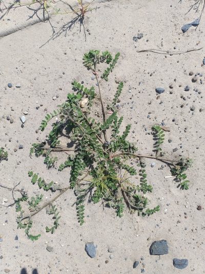 Astragalus contortuplicatus, photographed by Dmitriy Bochkov