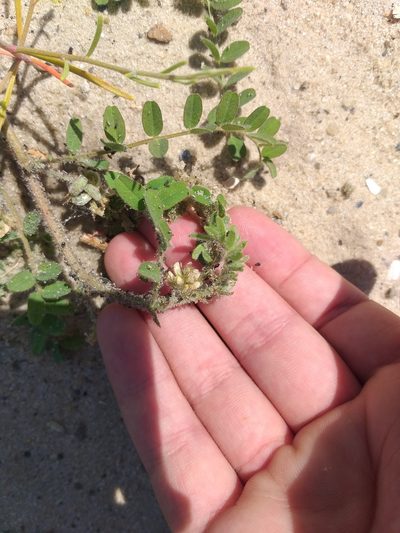 Astragalus contortuplicatus, photographed by Dmitriy Bochkov