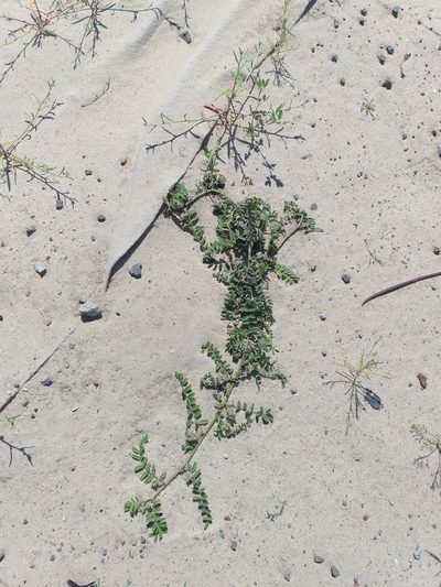 Astragalus contortuplicatus, photographed by Dmitriy Bochkov