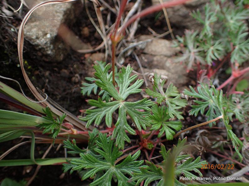 Geranium drakensbergense, photographed by Peter Warren