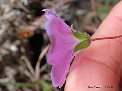 Geranium drakensbergense, photographed by Peter Warren