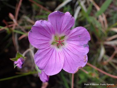 Geranium drakensbergense, photographed by Peter Warren