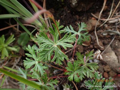 Geranium drakensbergense, photographed by Peter Warren