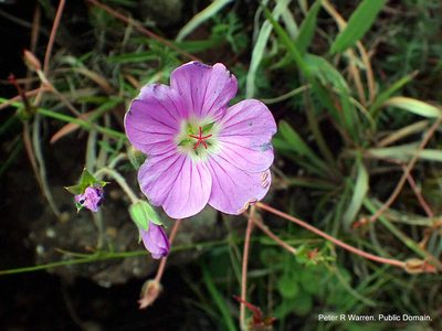 Geranium drakensbergense, photographed by Peter Warren