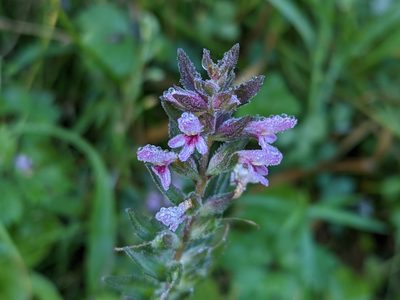 Odontites vulgaris, photographed by Todd Boland