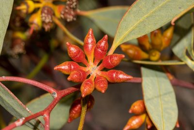 Eucalyptus yalatensis, photographed by T. Hammer