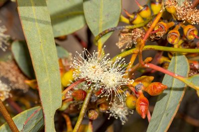 Eucalyptus yalatensis, photographed by T. Hammer