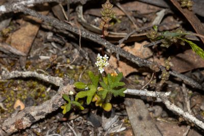 Trachymene pilosa, photographed by T. Hammer
