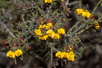 Eutaxia microphylla, photographed by T. Hammer