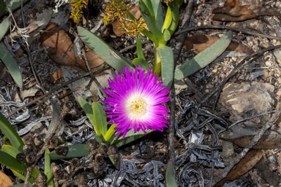Carpobrotus rossii, photographed by T. Hammer