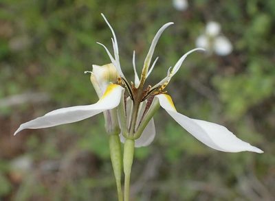 Moraea unguiculata, photographed by Nicola van Berkel