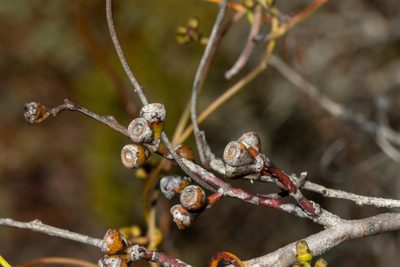 Eucalyptus yalatensis, photographed by T. Hammer