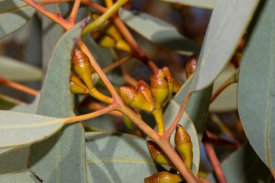 Eucalyptus yalatensis, photographed by T. Hammer
