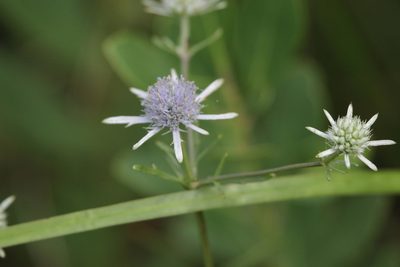 Eryngium integrifolium, photographed by Kim