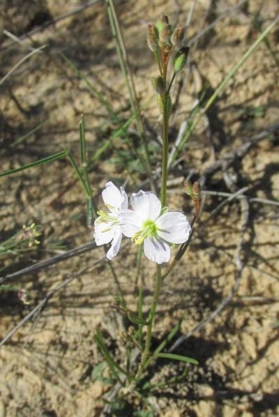 Heliophila macowaniana, photographed by douglaseustonbrown