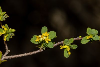 Pimelea serpyllifolia, photographed by T. Hammer