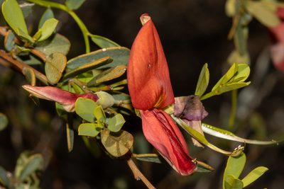 Templetonia retusa, photographed by T. Hammer