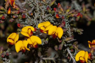 Eutaxia microphylla, photographed by T. Hammer