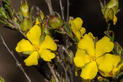 Hibbertia virgata, photographed by T. Hammer