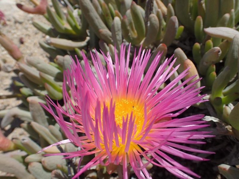 Jordaaniella spongiosa, photographed by Peter Warren