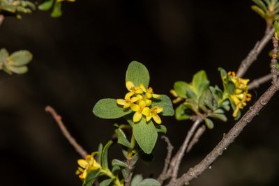 Pimelea serpyllifolia, photographed by T. Hammer