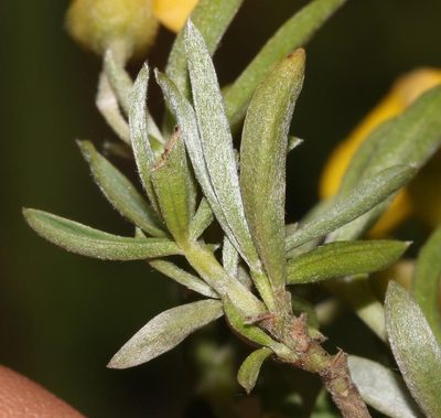 Polhillia ignota, photographed by Brian du Preez