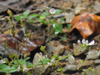 Lespedeza repens, photographed by Michael J. Papay