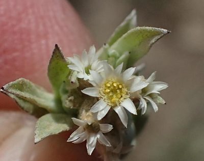Gnaphalium capense, photographed by Nicola van Berkel