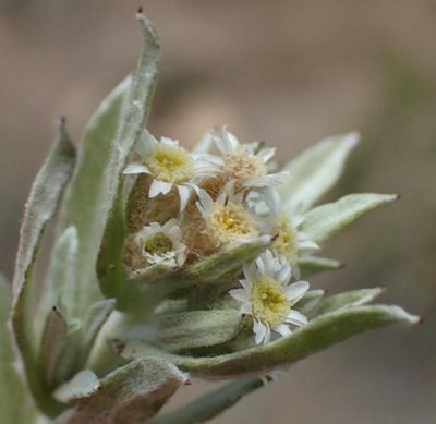 Gnaphalium capense, photographed by Nicola van Berkel