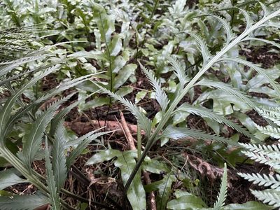 Asplenium scleroprium, photographed by Penelope Noel Gillette