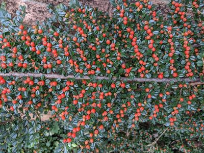 Cotoneaster horizontalis, photographed by thulahn