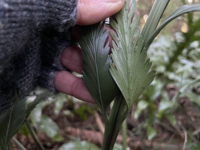 Asplenium scleroprium, photographed by Penelope Noel Gillette