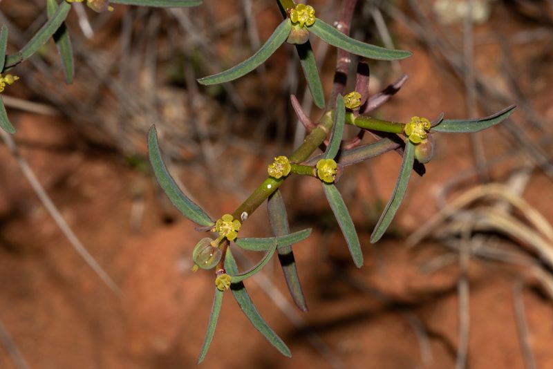 Euphorbia tannensis, photographed by T. Hammer