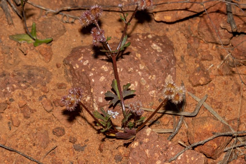 Trachymene cyanopetala, photographed by T. Hammer