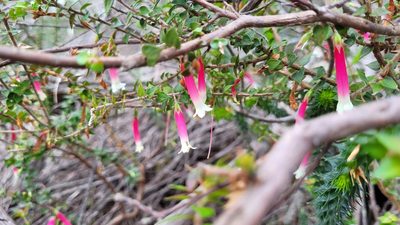 Epacris longiflora, photographed by Eamonn Culhane