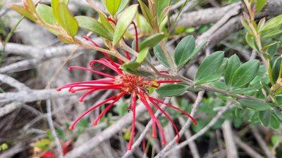 Grevillea speciosa, photographed by Eamonn Culhane