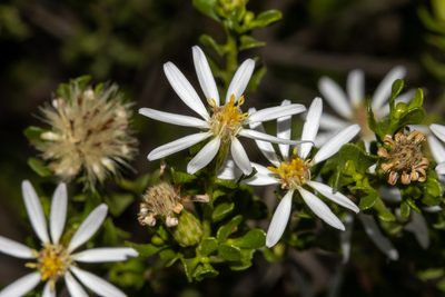 Olearia muelleri, photographed by T. Hammer